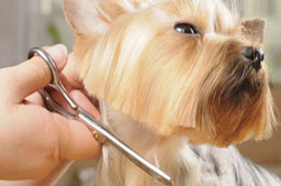 peluqueria