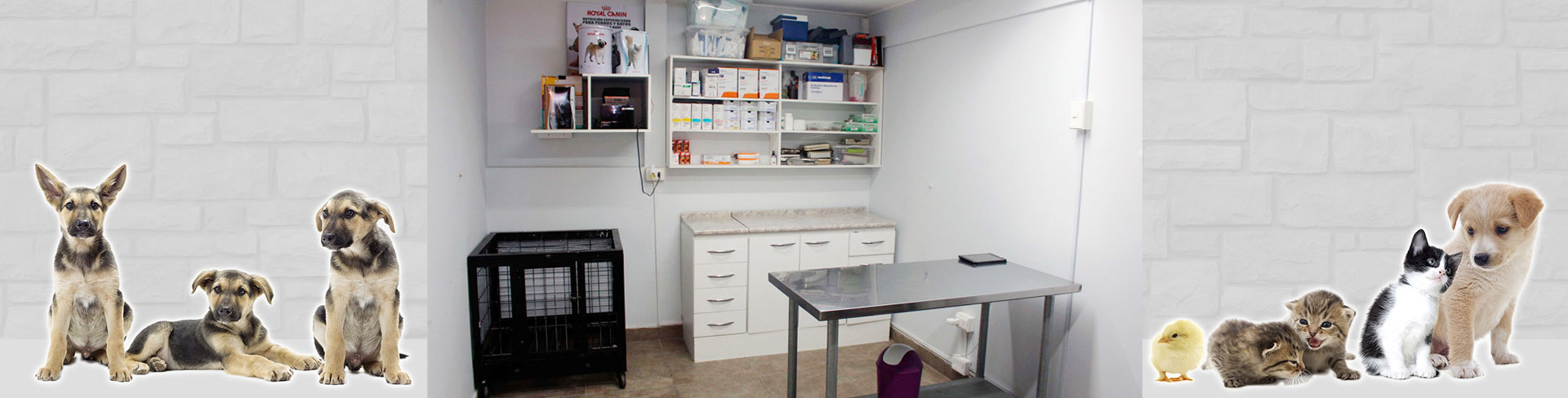 Hampivet Clínica Veterinaria